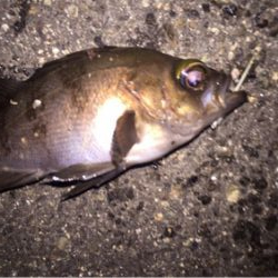 時期外れだけどメバリング