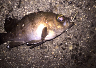 時期外れだけどメバリング