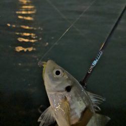 アジング練習中のおっさんです