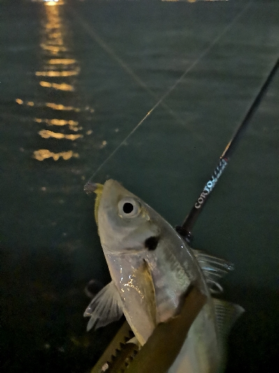 アジング練習中のおっさんです