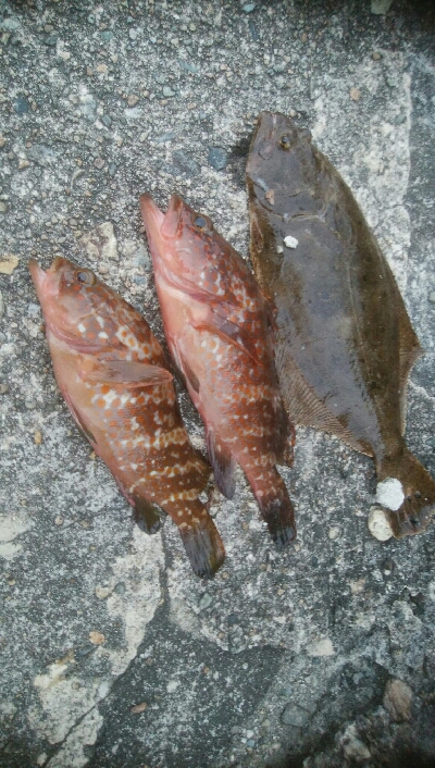 立て続けににキジハタ2匹、ヒラメが釣れまし…