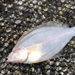 神戸湾奥でカレイ！？