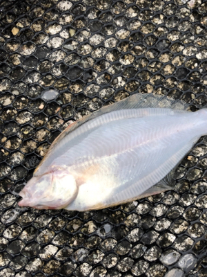 神戸湾奥でカレイ！？