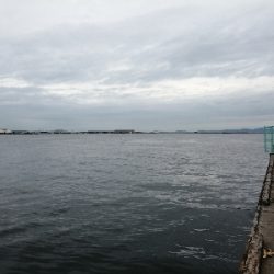 サビキにノマセ