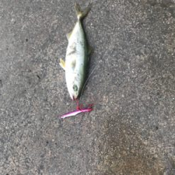 ダツをみつけて