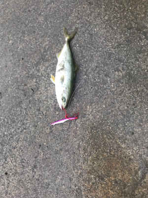 ダツをみつけて