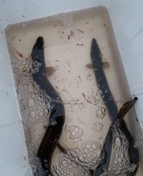 夕方はうなぎ釣り