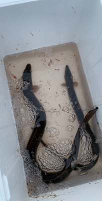 夕方はうなぎ釣り