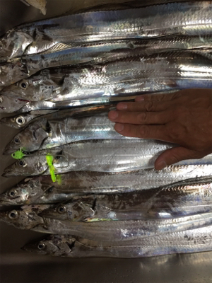 タチウオ釣り最高！