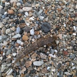 小さくても真鯛