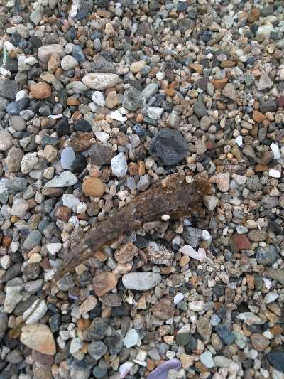 小さくても真鯛