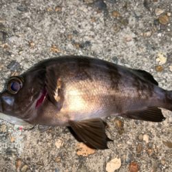 メバルが恋しくて!