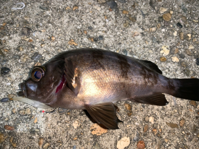 メバルが恋しくて!