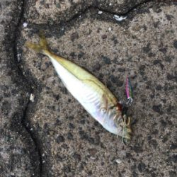 やっとゲット！