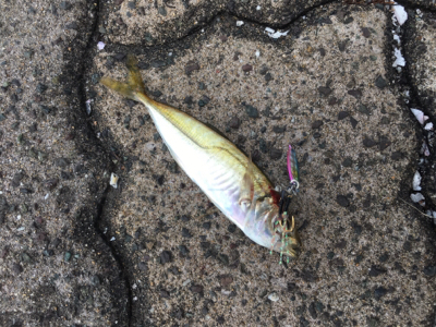 やっとゲット！