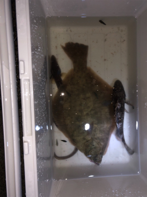 カレイ、ハモ、ソイ