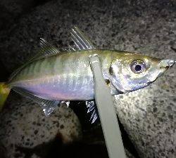 ナイトアジング