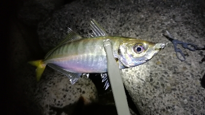 ナイトアジング