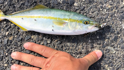 ジグサビキでツバス、豆アジ、マイワシ