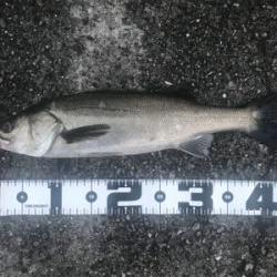 大和川河口付近にて75cm GET!