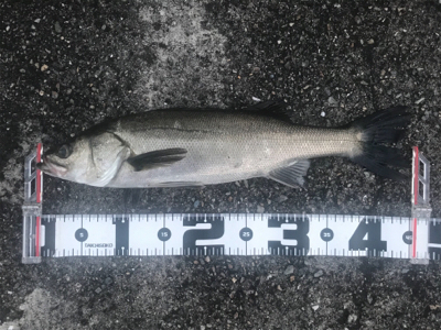 大和川河口付近にて75cm GET!