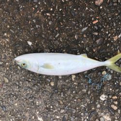 チョイ投げデビュー