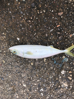 チョイ投げデビュー