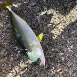 テトラでウキ釣り