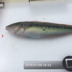 ベララッシュの締めくくりは中鯖