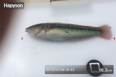 ベララッシュの締めくくりは中鯖