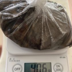 タコシーズン開幕