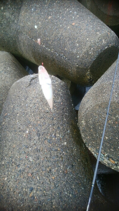 1年ぶりのキス釣り!!