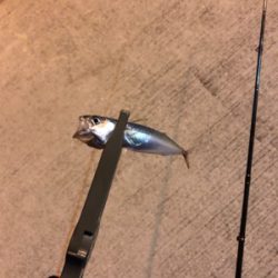 アジの季節到来