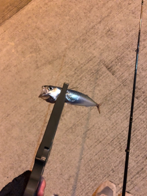 アジの季節到来