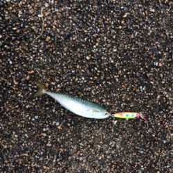 ジクでサビキでプチ青物