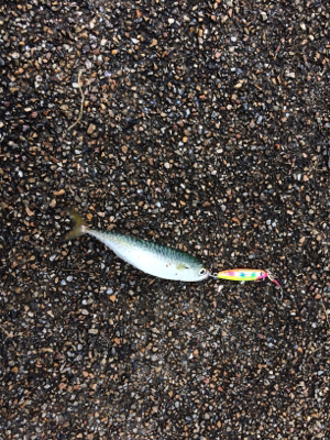 ジクでサビキでプチ青物