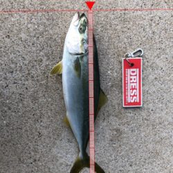 青物楽しー！！