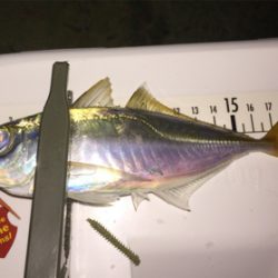 久しぶりの、ええアジ！