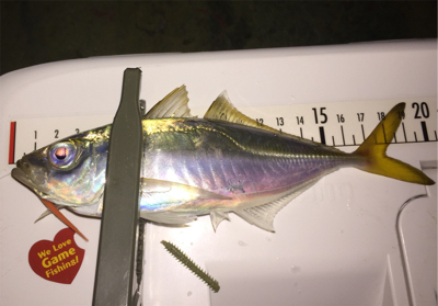 久しぶりの、ええアジ！