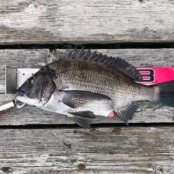 久しぶりに満足の釣り