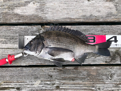 久しぶりに満足の釣り