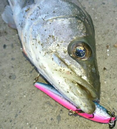 夏、トップシーバス❗…