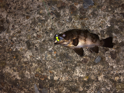 親父たちの釣行 またまた舞鶴編