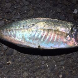 国道沿い海岸をメバリング