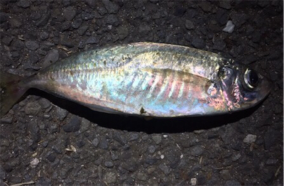 国道沿い海岸をメバリング