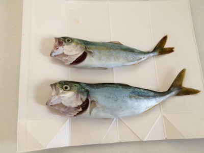 小型青物 おまけ付き