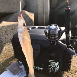 木材港キス釣り(^^)