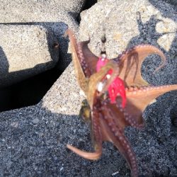 タコシーズン調査