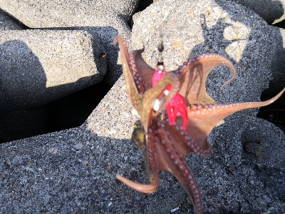 タコシーズン調査