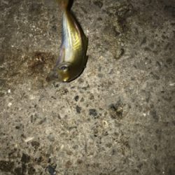 遊んで頂きました!